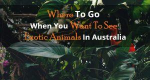 Where To Go When You Want To See Exotic Animals In Australia