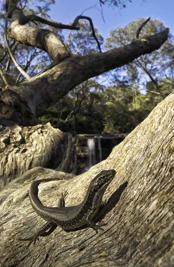  water skink in the blue mountains on top of a log