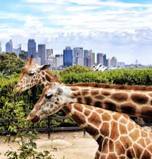 12 Best German Student Excursion Ideas For Sydney