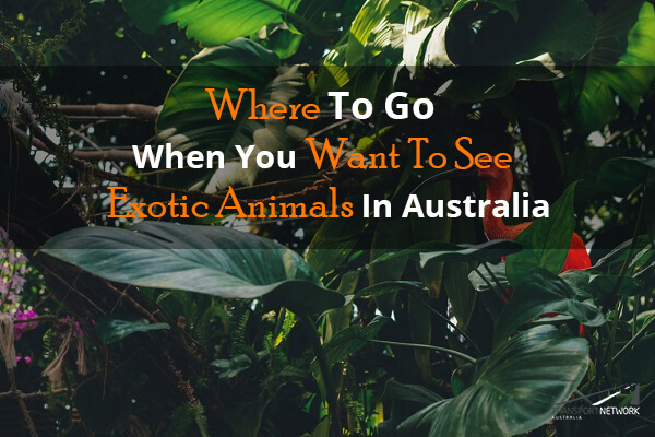 Where To Go When You Want To See Exotic Animals In Australia