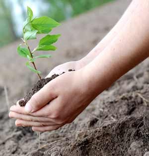 School Partnership Programs At Royal Botanic Gardens In Melbourne