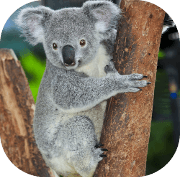 4 Reasons To Visit The Koala Sanctuary In Brisbane