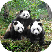 Giant Panda Adelaide