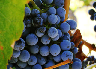 Tour Wineries in Melbourne