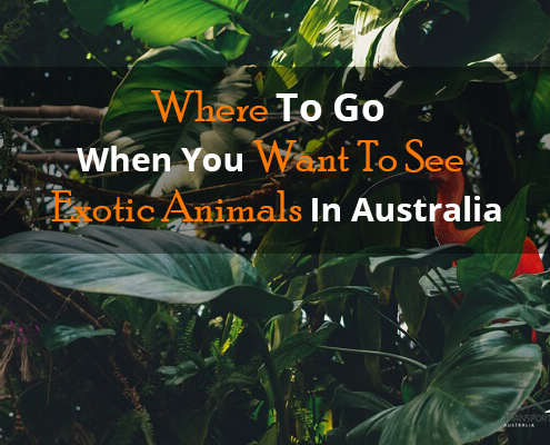 Where To Go When You Want To See Exotic Animals In Australia