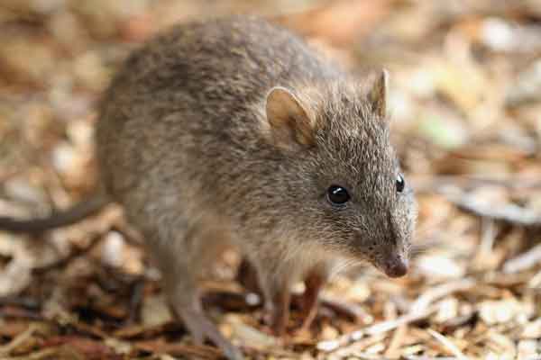 The most awesome animals you want to spot in the Blue Mountains