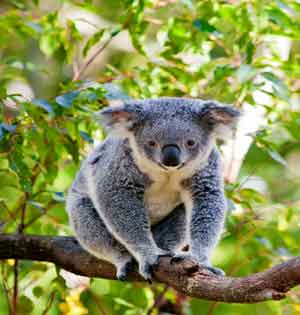 Shows Not To Be Missed At The Koala Sanctuary